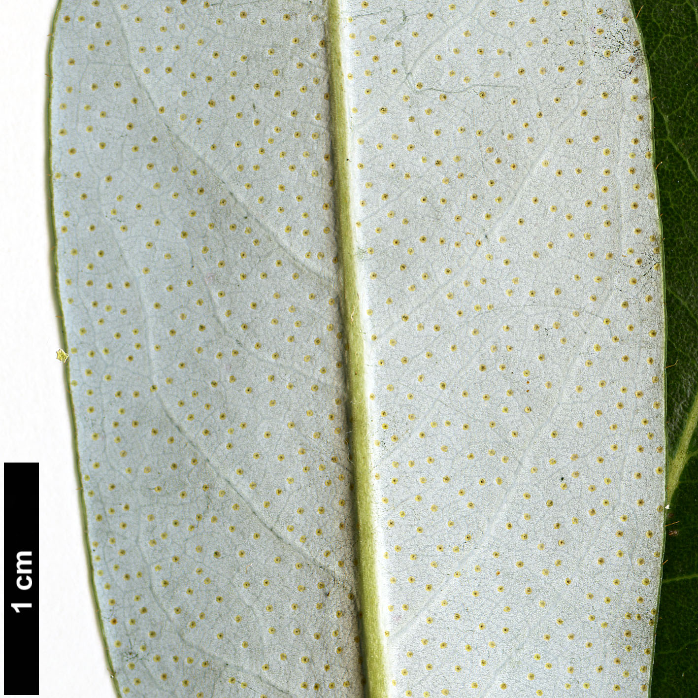 High resolution image: Family: Ericaceae - Genus: Rhododendron - Taxon: zaleucum